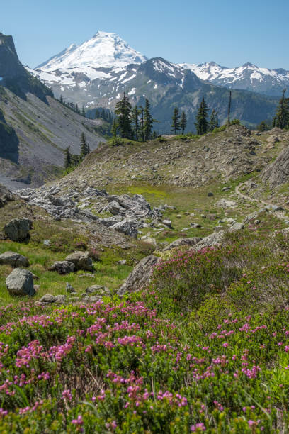 istock Looking along Chain Lakes trail to views of Mount Baker 1184273351