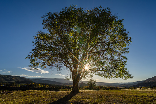 Sunburst through a single tree