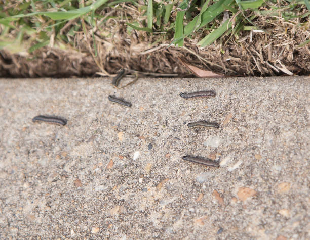 Army  Worms Scurry on Sidewalk stock photo
