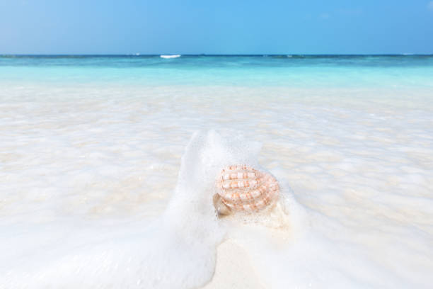 istock Seashell on the tropical beach in clear turquoise sea wave 1184278054