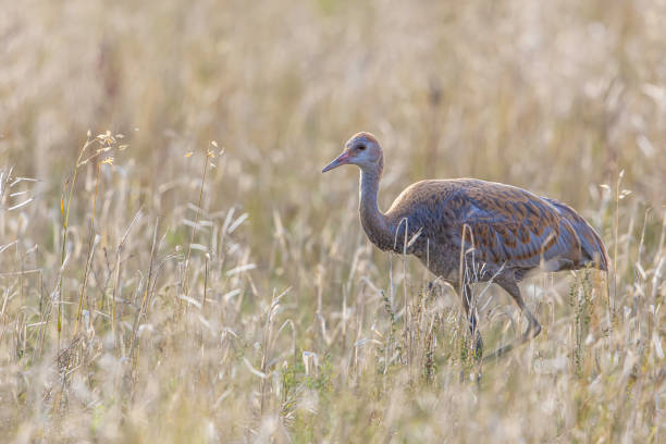 istock Juvenile Sandhill Crane Eating Barley in Alaska 1184280448