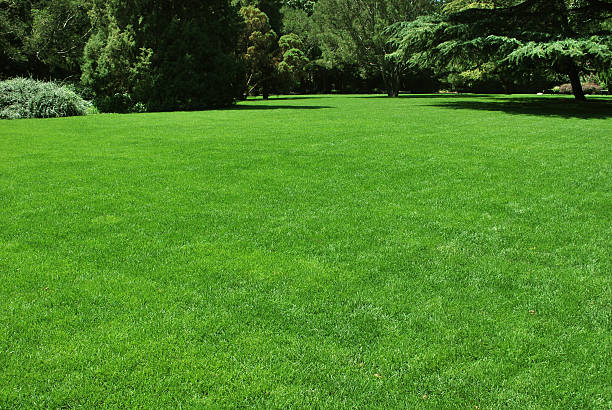 메도 - green grass lawn front or back yard 뉴스 사진 이미지