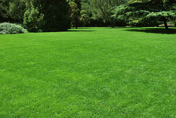 meadow  lawn stock pictures, royalty-free photos & images