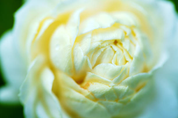 close up of beautiful jasmine flower background.