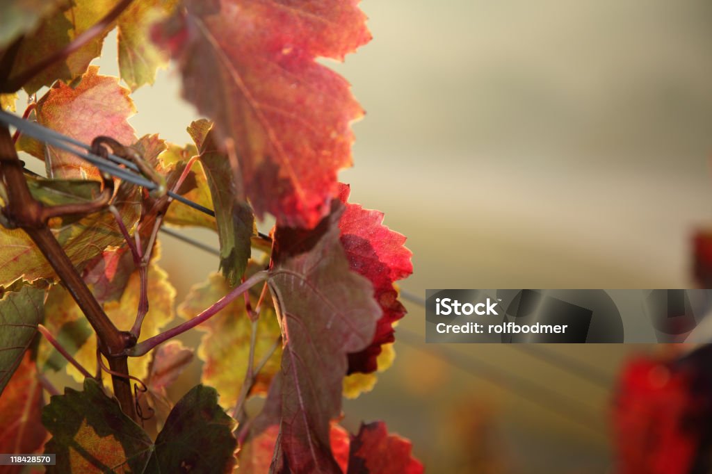 Feuilles - Photo de Alcool libre de droits