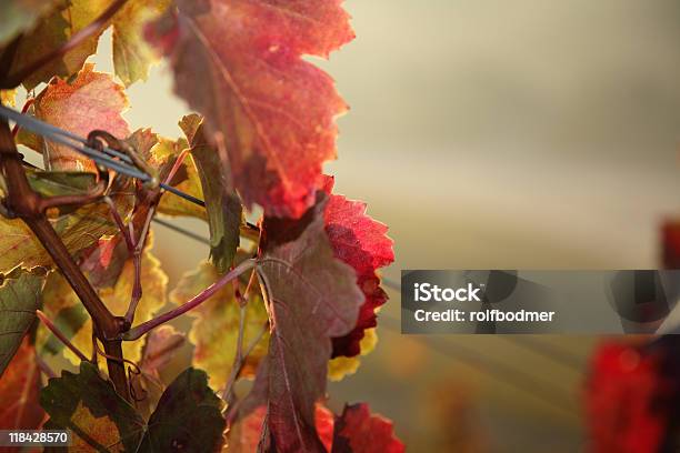 Photo libre de droit de Feuilles banque d'images et plus d'images libres de droit de Alcool - Alcool, Automne, Brouillard