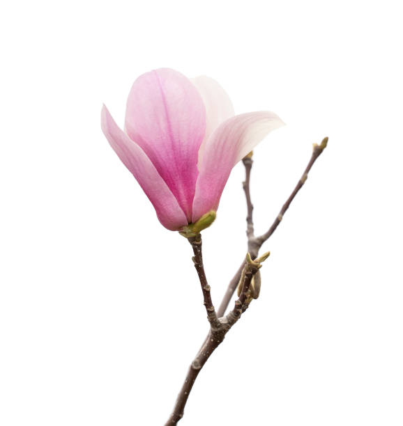 istock magnolia flowers isolated on white background 1184287124