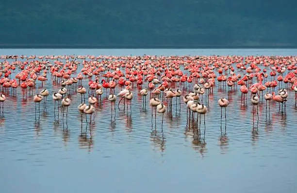 Photo of flocks of flamingo