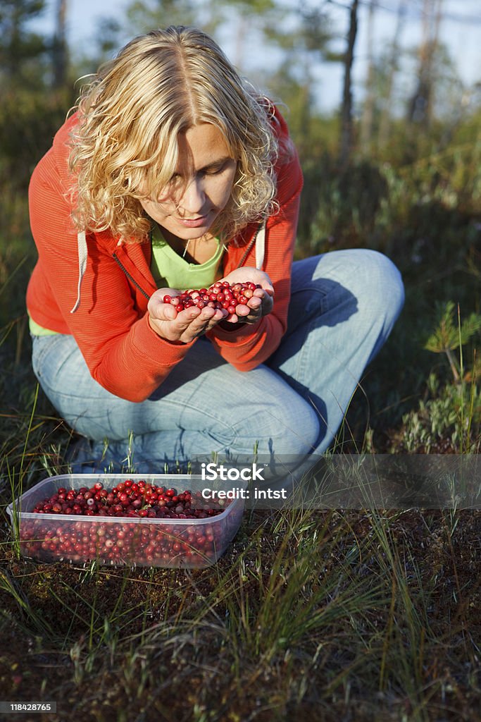 Женщина, собирать wild органических cranberries - Стоковые фото Болото роялти-фри