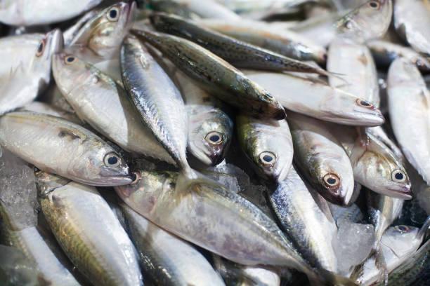 Yellowtail japanese amberjack, kingfish, seriola quinqueradiata, jack fish, mackerel, yellowstripe bigeye scad, hamachi, tuna closeup, many fresh raw fishes with yellow stripe, Thailand seafood market