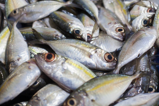 istock Yellowtail japanese amberjack, kingfish, seriola quinqueradiata, jack fish, mackerel, yellowstripe bigeye scad, hamachi, tuna closeup, many fresh raw fishes with yellow stripe, Thailand seafood market 1184289231