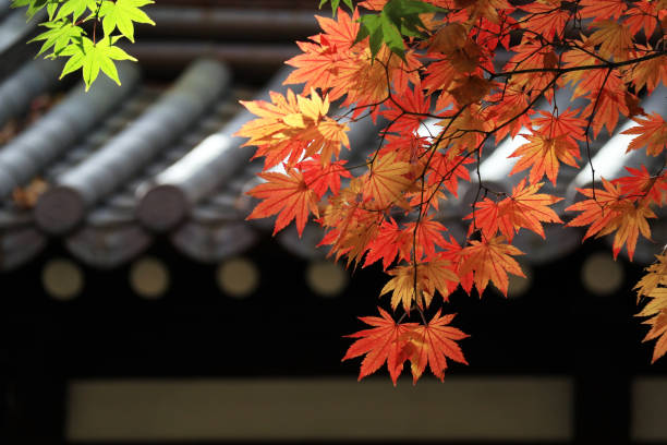 Autumn in korea Korean Traditional House Roof and Autumn Landscape korea autumn stock pictures, royalty-free photos & images