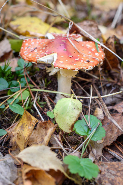 istock Amanita in the autumn forest. Red fly agaric 1184291563