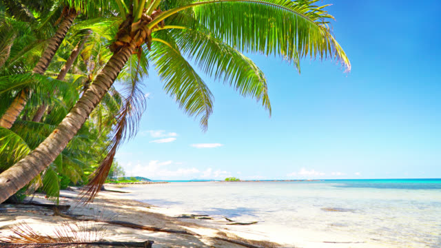 Palm tree. Luxuty beach. Travel. Holiday