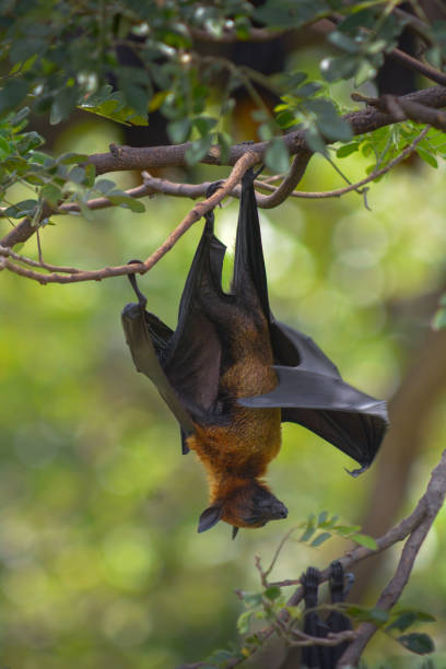 istock Lyle's Flying Fox hanging on the tree in the park 1184293311