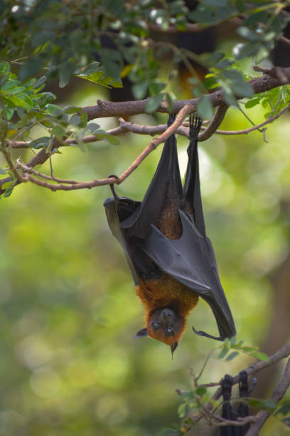 istock Lyle's Flying Fox hanging on the tree in the park 1184293312