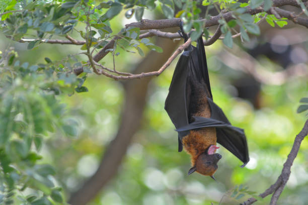 istock Lyle's Flying Fox hanging on the tree in the park 1184293336