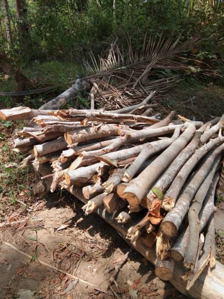 istock Piles of tree trunks are dried in the sun 1184293997