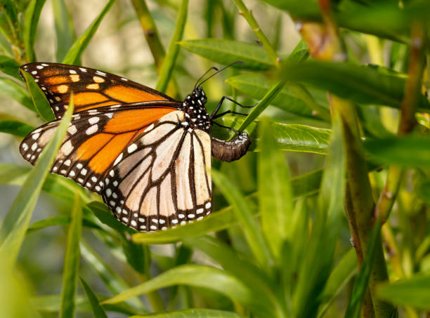 farfalla monarca che depone l'uovo sulle alghe - deporre le uova foto e immagini stock