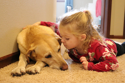Young Child Toddler girl loves their pet puppy dog lab laying down