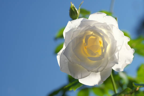 Tokyo,Japan-October 30, 2019: Isolated white rose or Iceberg in autumn in Tokyo