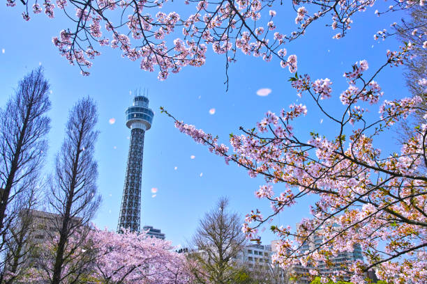 istock Cherry blossoms and marine tower 1184300176