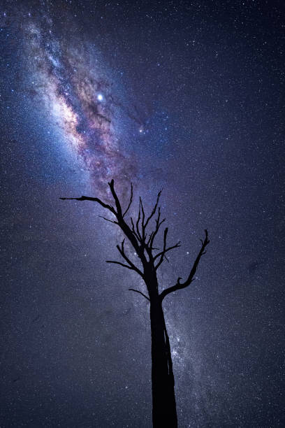 istock Milky Way sky and dead tree silhouette in outback Australia 1184302833