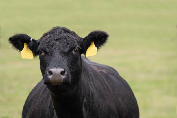 istock Angus cow on green bokeh background 1184308058