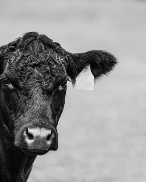 istock Angus monochrome portrait 1184308166