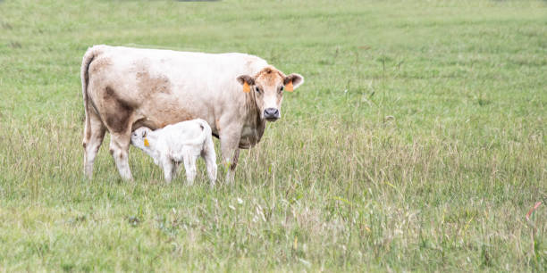 istock Charolais cow nursing calf banner 1184308331