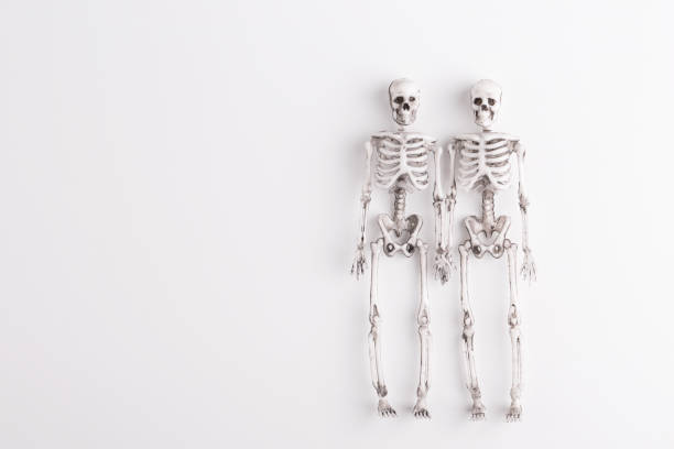 istock Skeletons on a white background. Couple. 1184310388