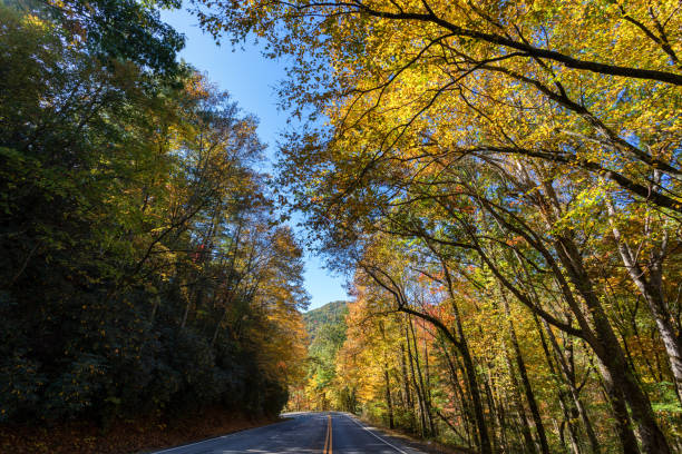 istock vibrant and colorful autumn road 1184312814