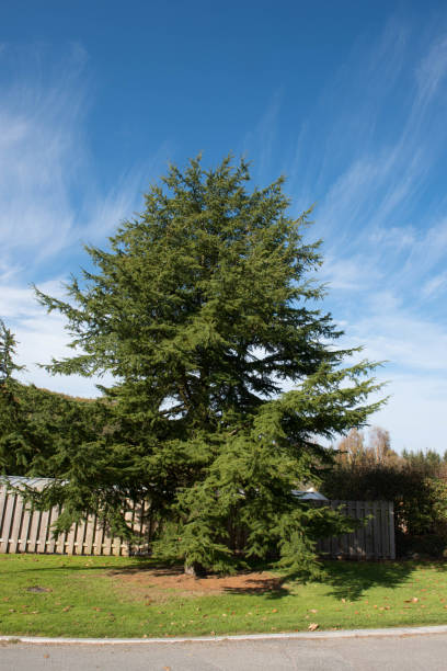 istock Atlas Cedar or Cedrus Atlantica Evergreen Conifer Tree in a Park 1184316110