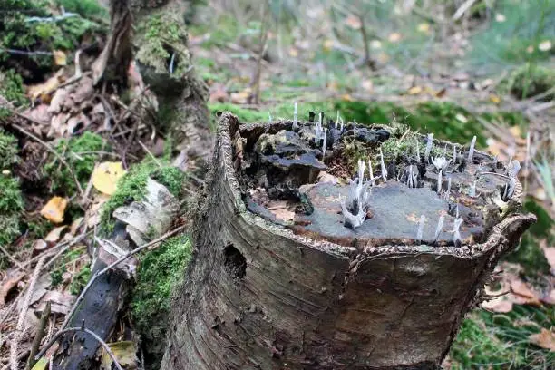 small white mushrooms grow on a tree stump