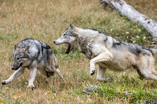 Captive Tundra Wolf doing rough play. A game farm in Montana, with animals in natural settings.