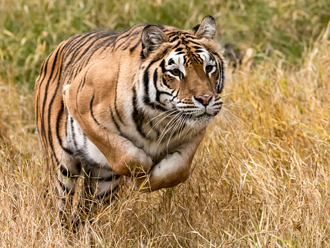 A young male Tiger, largest of the Indian big cat family of wild animals, steps out of  the tall grasses of Ranthambore, Rajasthan, India