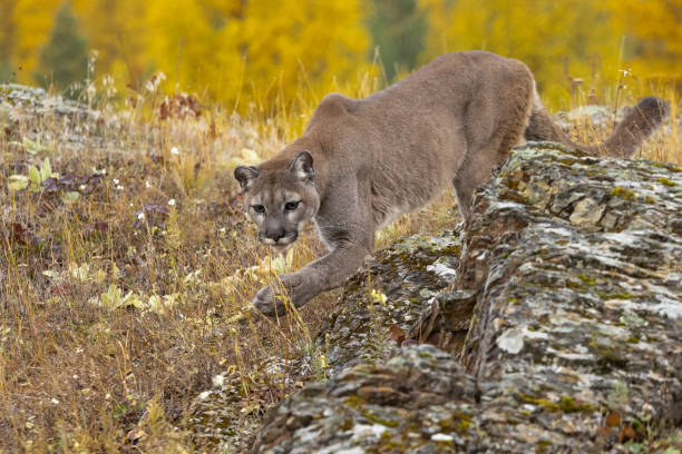 istock Cougar Prowling on Rocky Hill in Natural Setting Captive 1184319412