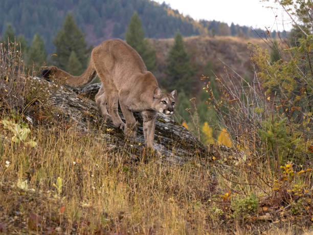 A captive Mountain Lion on the prowl in  autumn. A game farm in Montana, with animals in natural settings.
