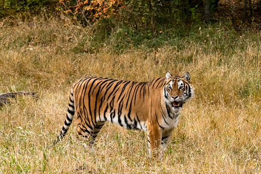A captive Amur Tiger (Siberian Tiger). Siberian tigers are the largest cats in the world.  Panther Tigris Altaica. A game farm in Montana, with animals in natural settings.