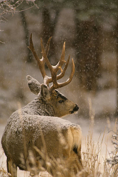 istock Mule Deer Buck in Heavy Snow 118431983