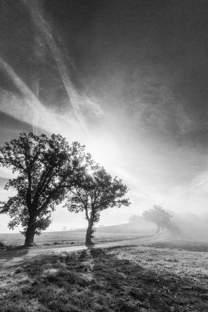 istock Two trees and a road at dawn, with mist in the background 1184321086