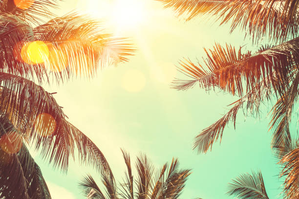 istock Tropical palm tree with colorful bokeh sun light on sunset sky cloud abstract background. 1184321227