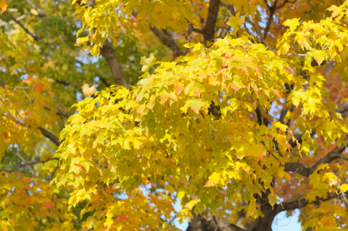 A tree in autumn with colored leaves