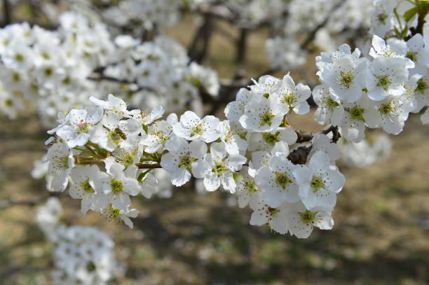 istock Pear flower in full bloom in spring 1184322334