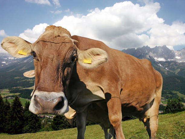 istock Famous „Wild Kaiser“ with a cow in the foreground 1184323361