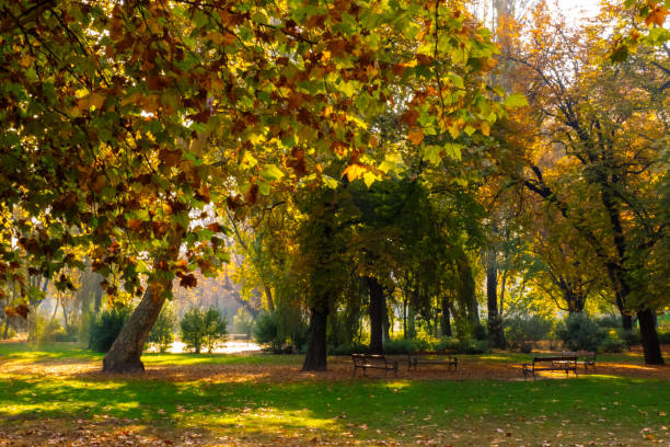 istock Autumn colour in Budapest Hungary 1184323379