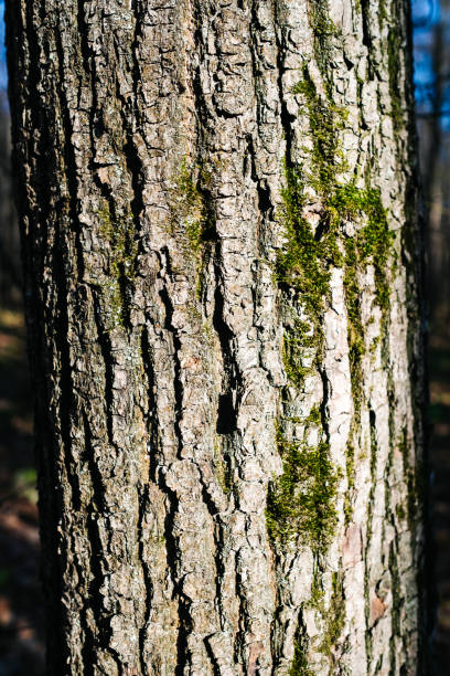Detail of the rough bark of an oak tree with bright green spring growth in the background