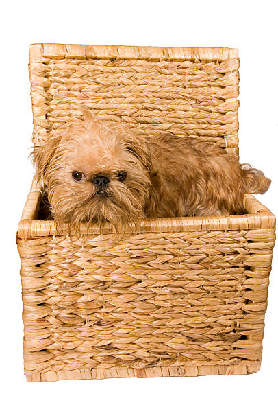 istock Doggy is in   trunk. 118432746