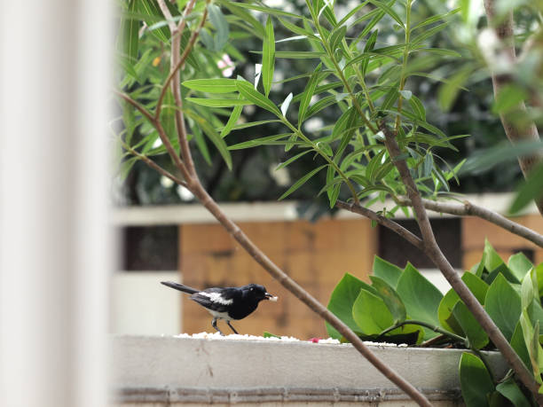 istock City bird, magpie robin eating rice on the wall. 1184328398