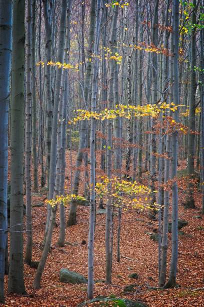 istock Deep forest in autumn colors 1184329946